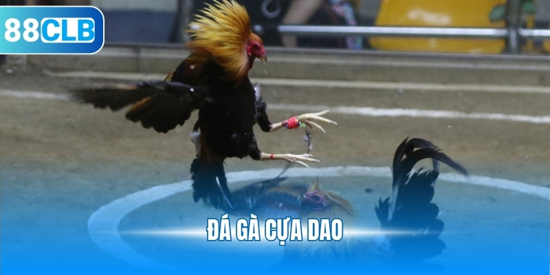 Đá Gà Cựa Dao